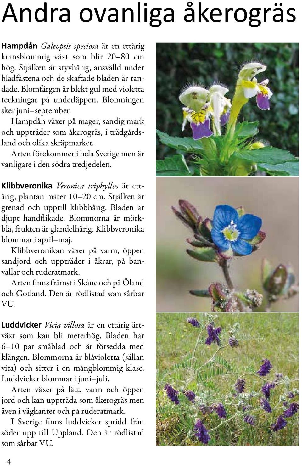 Arten förekommer i hela Sverige men är vanligare i den södra tredjedelen. Klibbveronika Veronica triphyllos är ettårig, plantan mäter 10 20 cm. Stjälken är grenad och upptill klibbhårig.