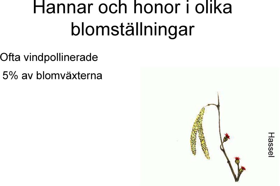 Ofta vindpollinerade