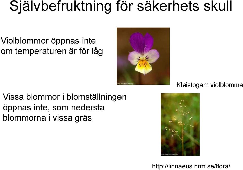 blomställningen öppnas inte, som nedersta blommorna i