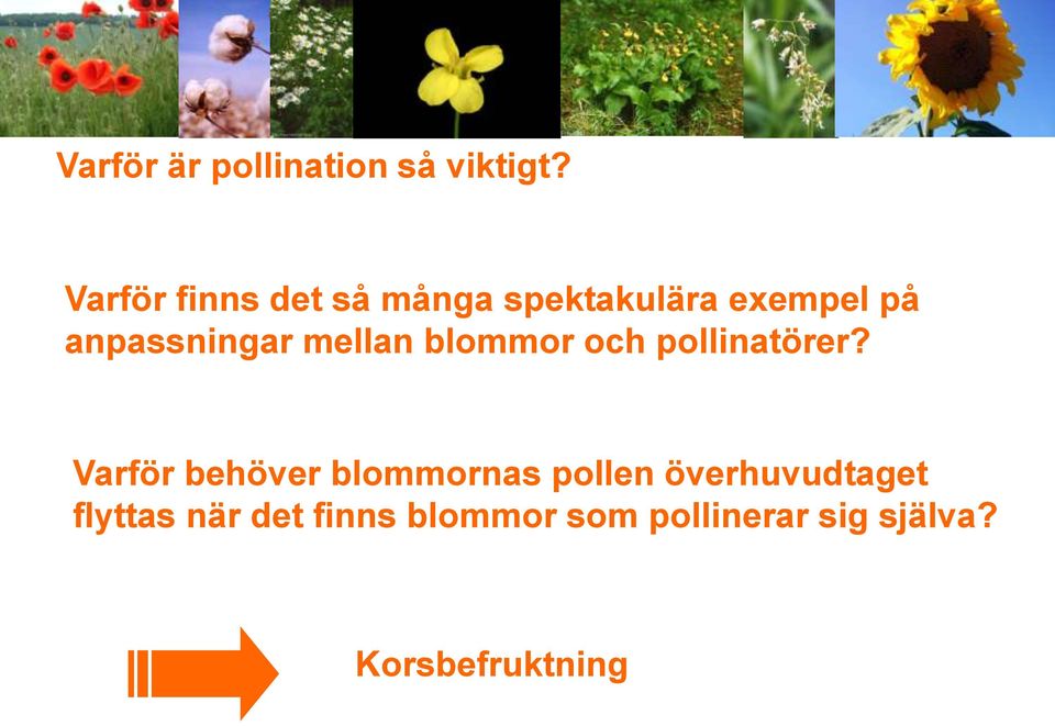 mellan blommor och pollinatörer?