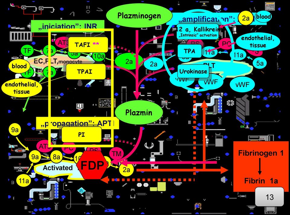 TPA 11a 8a PLT Urokinase vwf vwf PC 11a vwf blood endothelial, tissue 5a 9a 11a Plazmin