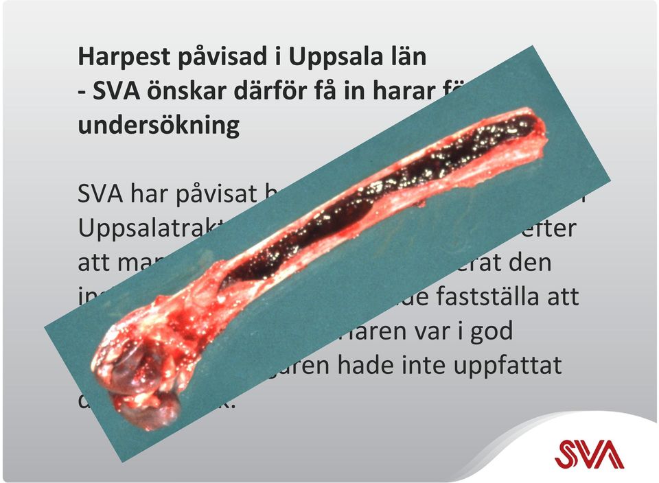 Haren kom in till SVA efter att mannen som skjutit och hanterat den insjuknat i