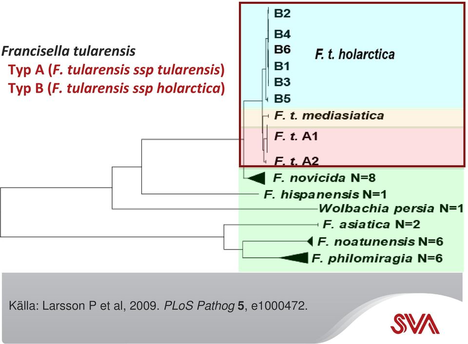 tularensis ssp holarctica) Källa: