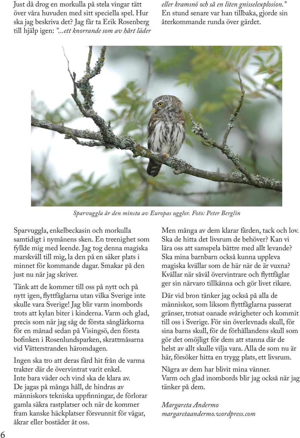 Sparvuggla är den minsta av Europas ugglor. Foto: Peter Berglin 6 Sparvuggla, enkelbeckasin och morkulla samtidigt i nymånens sken. En treenighet som fyllde mig med leende.
