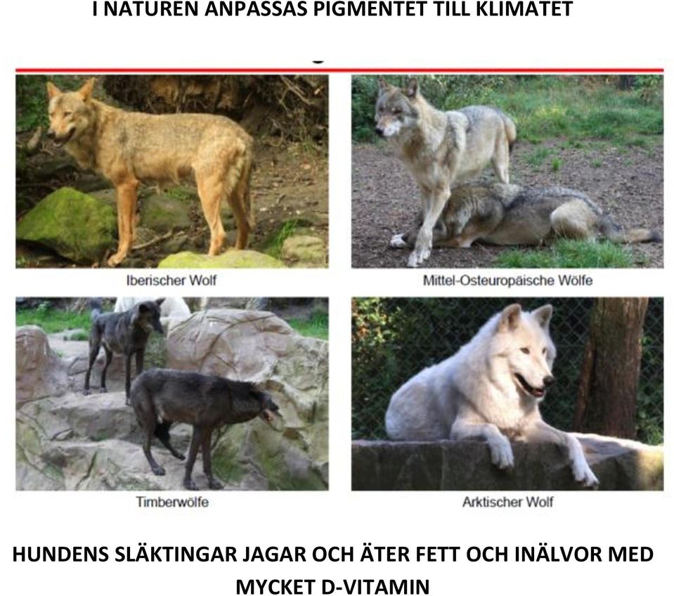 SLÄKTINGAR JAGAR OCH ÄTER