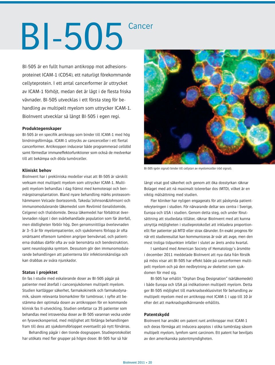 BioInvent utvecklar så långt BI-505 i egen regi. Produktegenskaper BI-505 är en specifik antikropp som binder till ICAM-1 med hög bindningsförmåga.