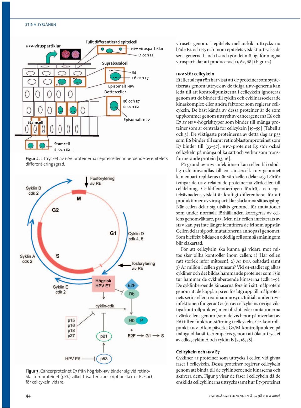 Stamcell Stamcell e1 och e2 Episomalt hpv Dotterceller e6 och e7 e1 och e2 e4 e6 och e7 Episomalt hpv Figur 2.