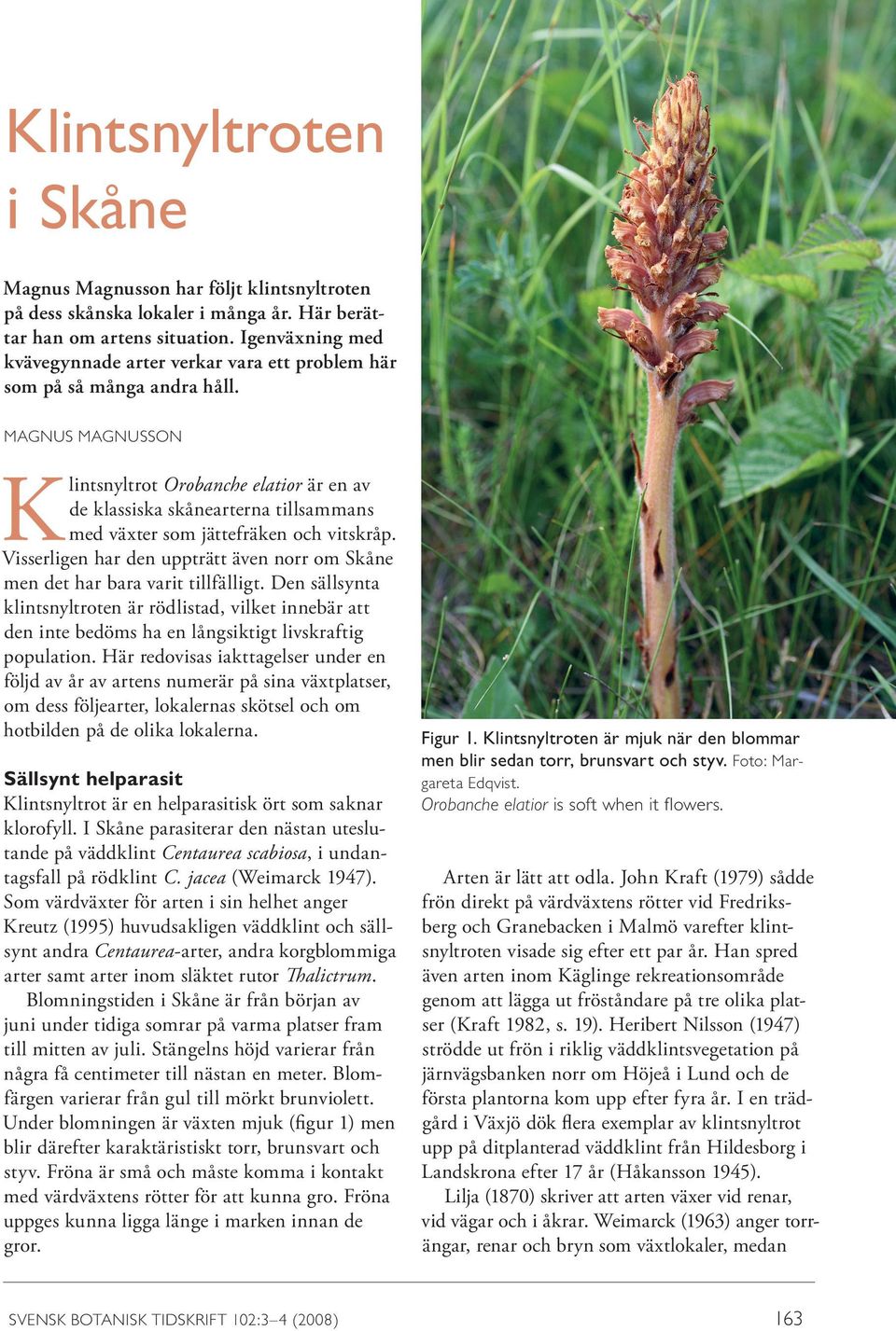 MAGNUS MAGNUSSON Klintsnyltrot Orobanche elatior är en av de klassiska skånearterna tillsammans med växter som jättefräken och vitskråp.