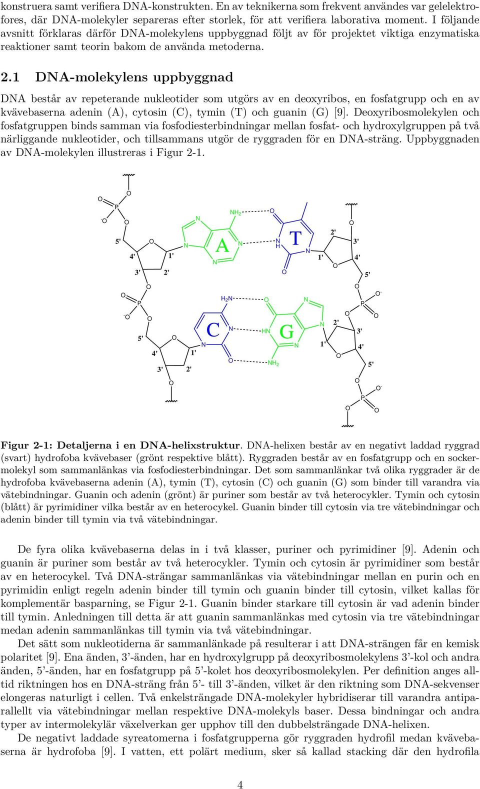 1 DNA-molekylens uppbyggnad DNA består av repeterande nukleotider som utgörs av en deoxyribos, en fosfatgrupp och en av kvävebaserna adenin (A), cytosin (C), tymin (T) och guanin (G) [9].