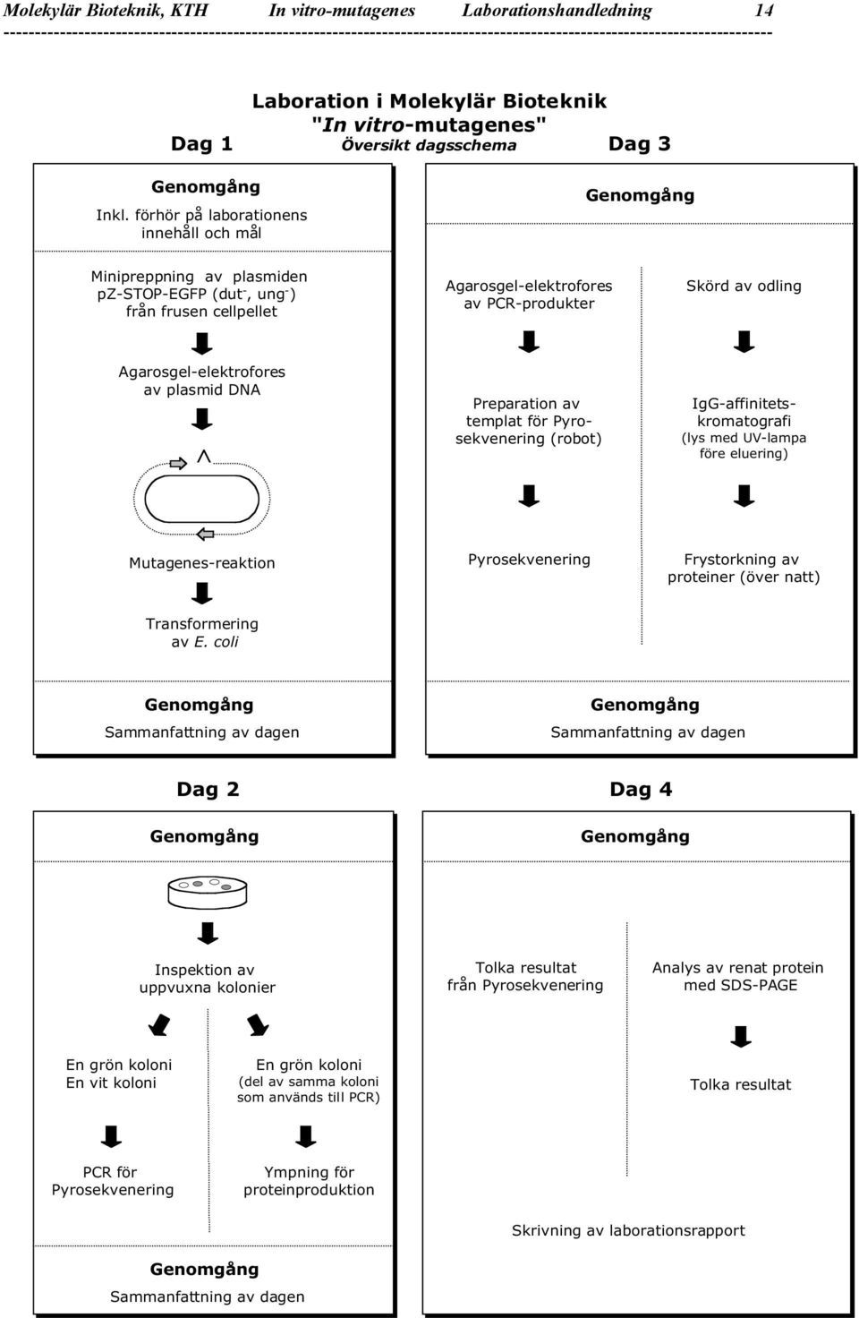 Agarosgel-elektrofores av plasmid DNA Preparation av templat för Pyrosekvenering (robot) IgG-affinitetskromatografi (lys med UV-lampa före eluering) Mutagenes-reaktion Pyrosekvenering Frystorkning av