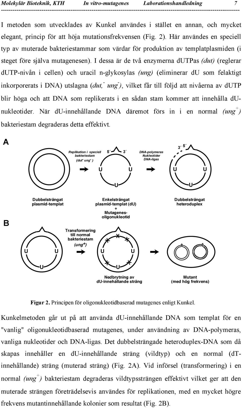 I dessa är de två enzymerna dutpas (dut) (reglerar dutp-nivån i cellen) och uracil n-glykosylas (ung) (eliminerar du som felaktigt inkorporerats i DNA) utslagna (dut, - ung - ), vilket får till följd