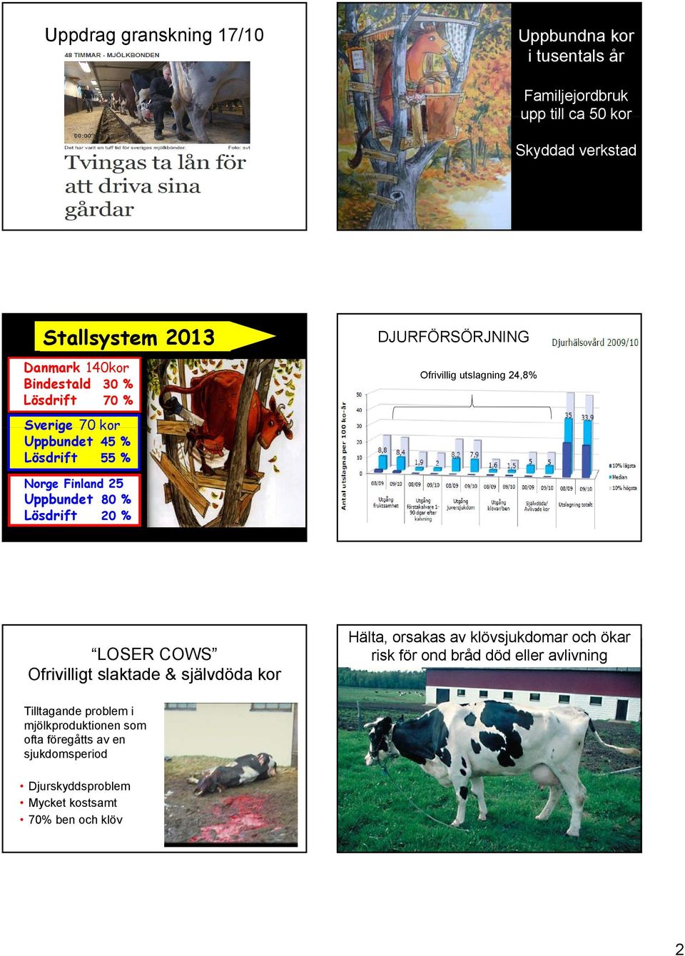 Uppbundet 80 % Lösdrift 20 % LOSER COWS Ofrivilligt slaktade & självdöda kor Hälta, orsakas av klövsjukdomar och ökar risk för ond bråd död
