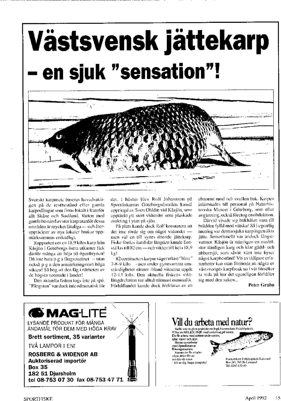 Rapporten om en 18,9 kilos karp från Kåsjön i Göteborgs östra utkanter fick därför många att höja på ögonbrynen! Då inte bara p g a fångstvattnet - utan också p g a den anmärkningsvärt höga vikten!