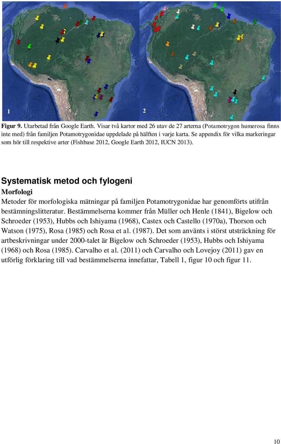 Systematisk metod fylogeni Morfologi Metoder för morfologiska mätningar på familjen idae har genomförts utifrån bestämningslitteratur.