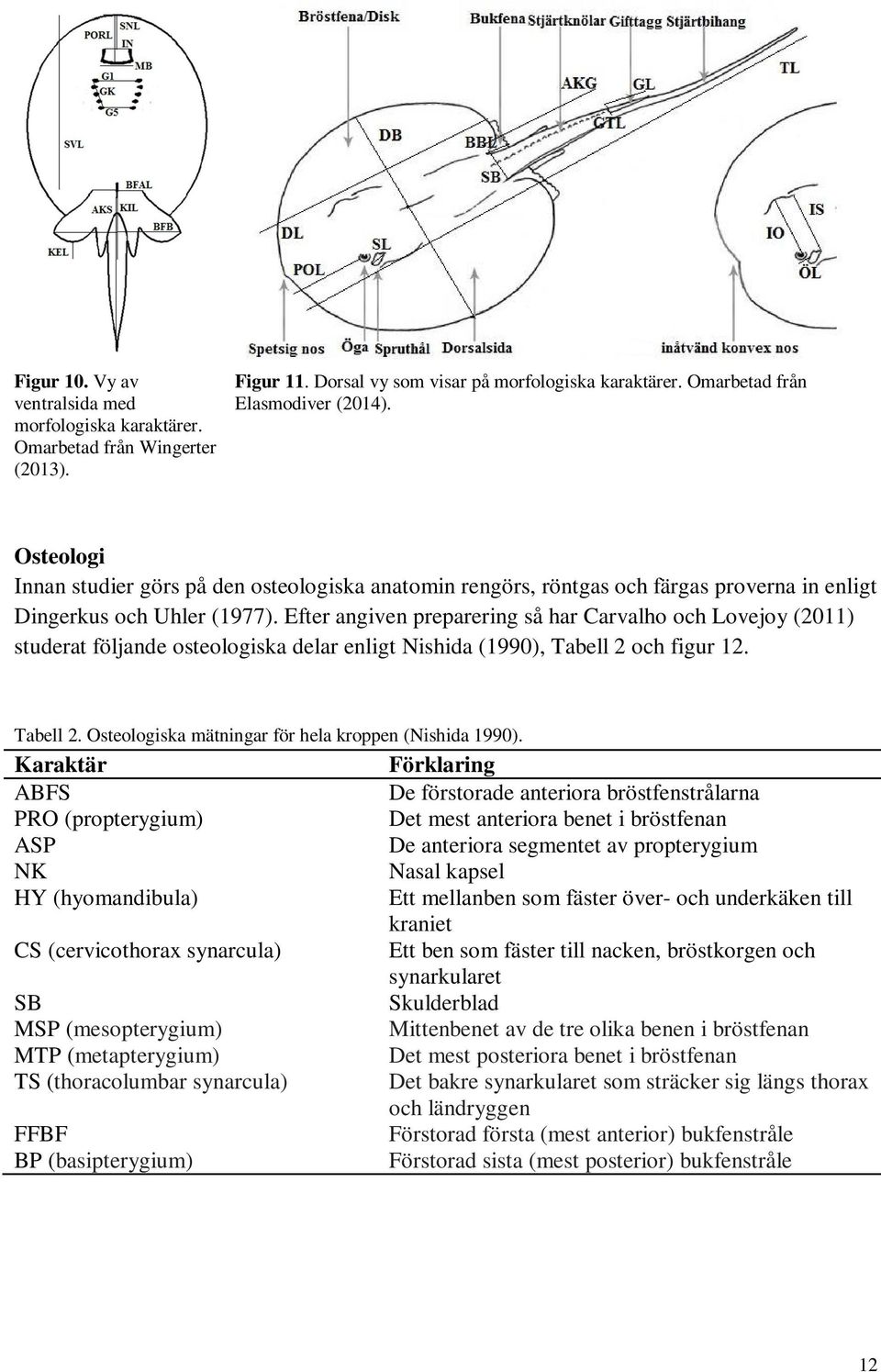 Efter angiven preparering så har Carvalho Lovejoy (2011) studerat följande osteologiska delar enligt Nishida (1990), Tabell 2 figur 12. Tabell 2. Osteologiska mätningar för hela kroppen (Nishida 1990).