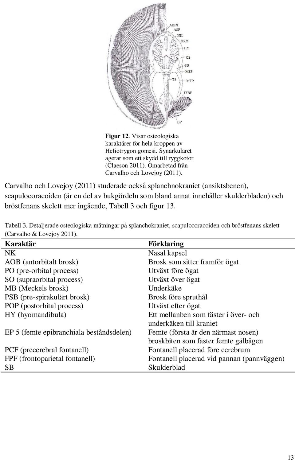 3 figur 13. Tabell 3. Detaljerade osteologiska mätningar på splanchokraniet, scapulocoracoiden bröstfenans skelett (Carvalho & Lovejoy 2011).