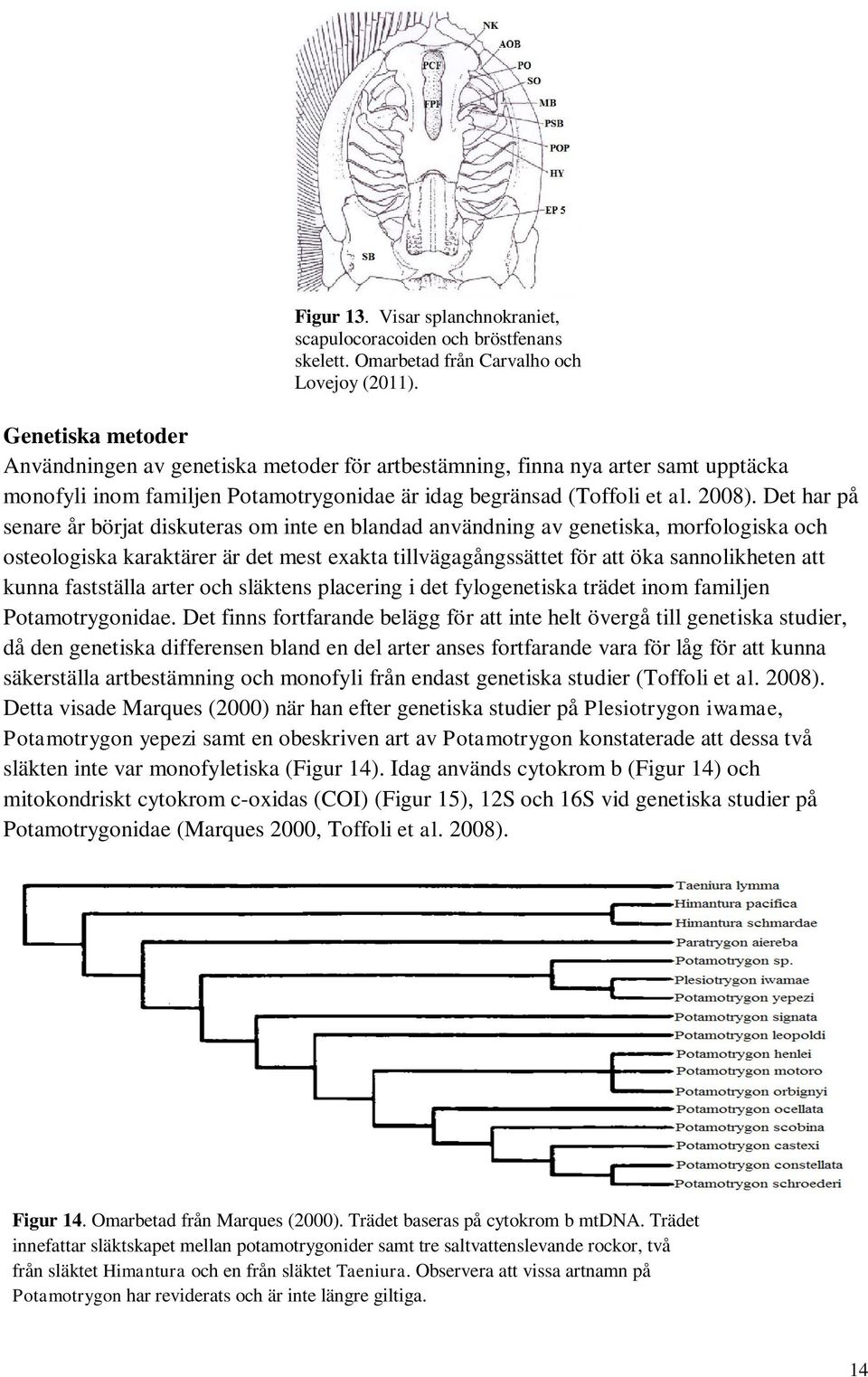 Det har på senare år börjat diskuteras om inte en blandad användning av genetiska, morfologiska osteologiska karaktärer är det mest exakta tillvägagångssättet för att öka sannolikheten att kunna