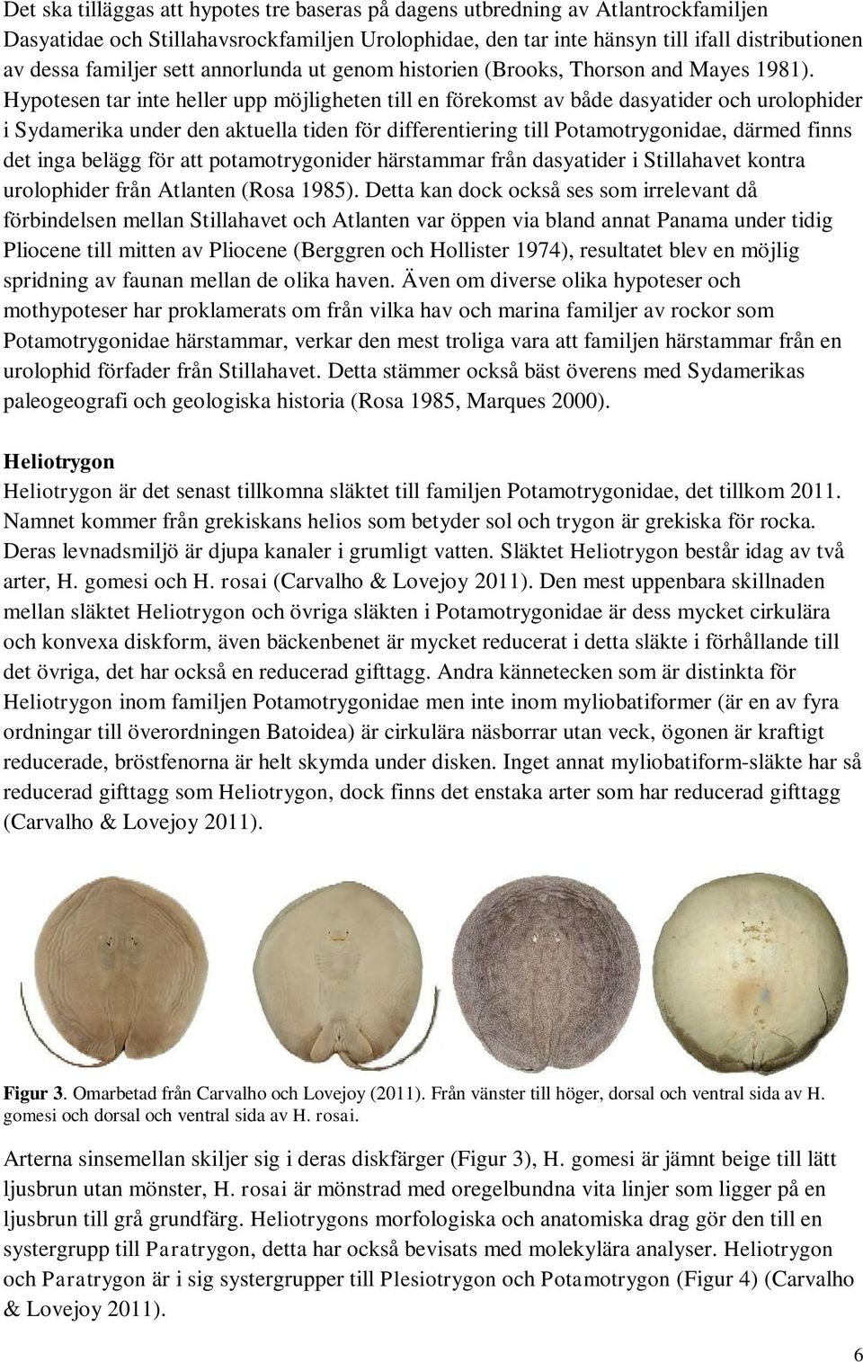 Hypotesen tar inte heller upp möjligheten till en förekomst av både dasyatider urolophider i Sydamerika under den aktuella tiden för differentiering till idae, därmed finns det inga belägg för att