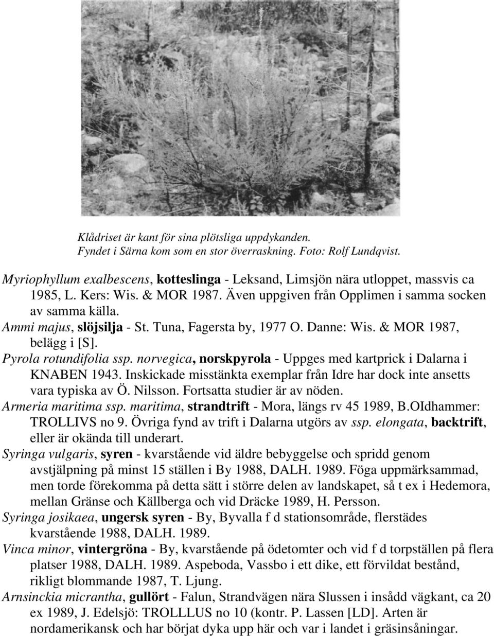 Ammi majus, slöjsilja - St. Tuna, Fagersta by, 1977 O. Danne: Wis. & MOR 1987, belägg i [S]. Pyrola rotundifolia ssp. norvegica, norskpyrola - Uppges med kartprick i Dalarna i KNABEN 1943.