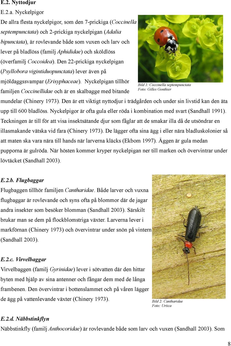 (familj Aphididae) och sköldlöss (överfamilj Coccoidea). Den 22-prickiga nyckelpigan (Psyllobora vigintiduopunctata) lever även på mjöldaggssvampar (Erisyphaceae).