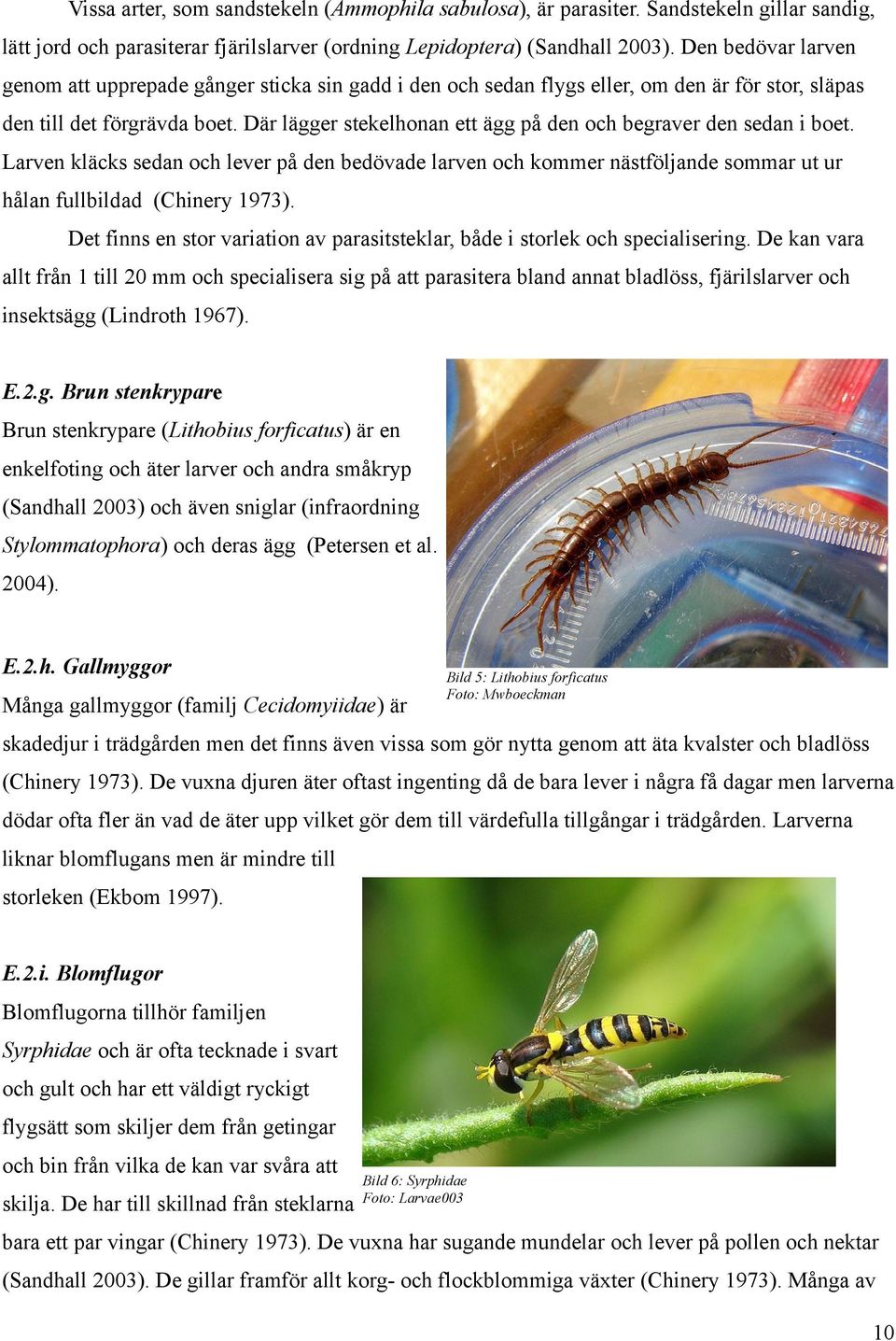 Där lägger stekelhonan ett ägg på den och begraver den sedan i boet. Larven kläcks sedan och lever på den bedövade larven och kommer nästföljande sommar ut ur hålan fullbildad (Chinery 1973).