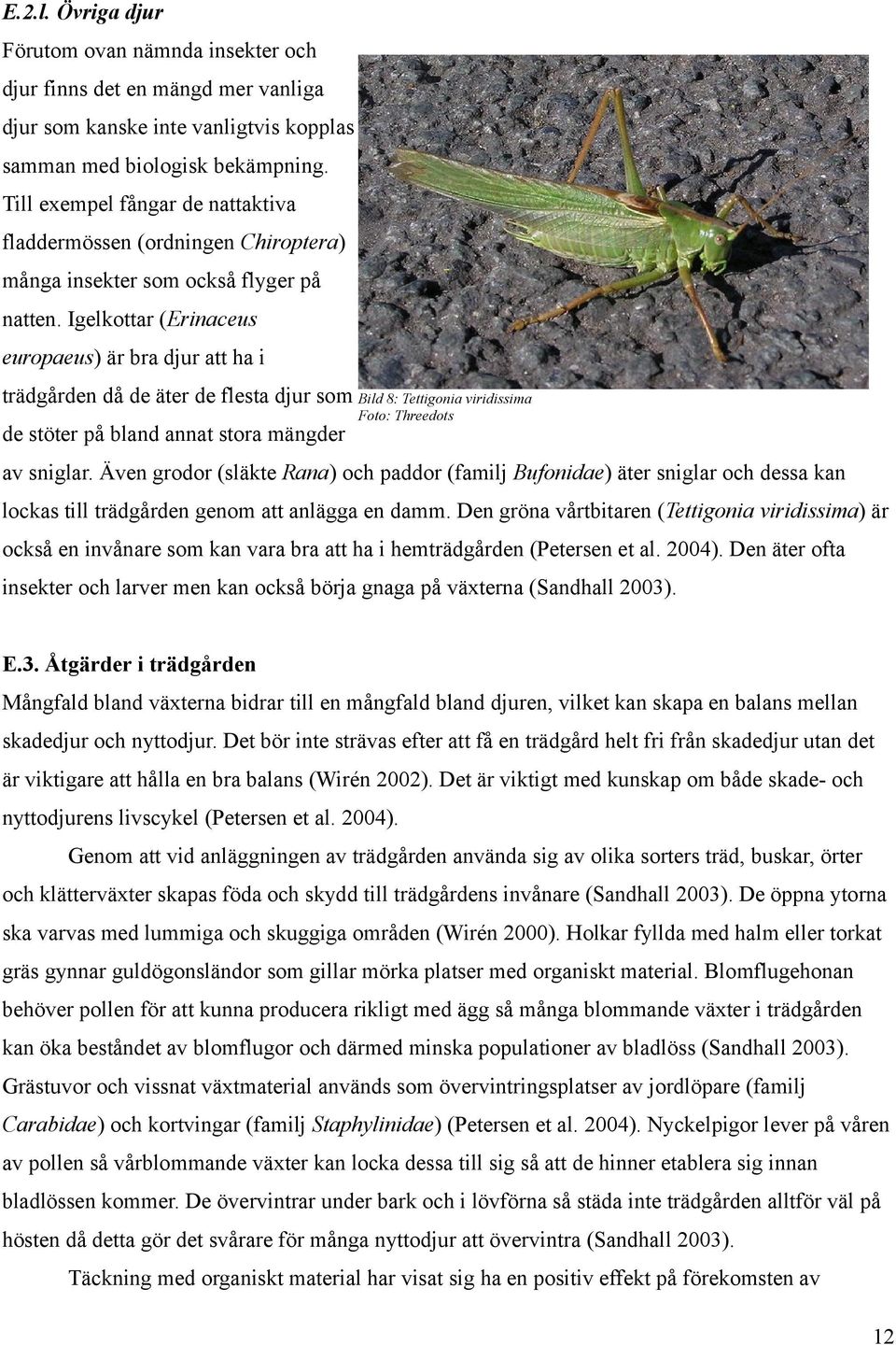 Igelkottar (Erinaceus europaeus) är bra djur att ha i trädgården då de äter de flesta djur som de stöter på bland annat stora mängder Bild 8: Tettigonia viridissima Foto: Threedots av sniglar.