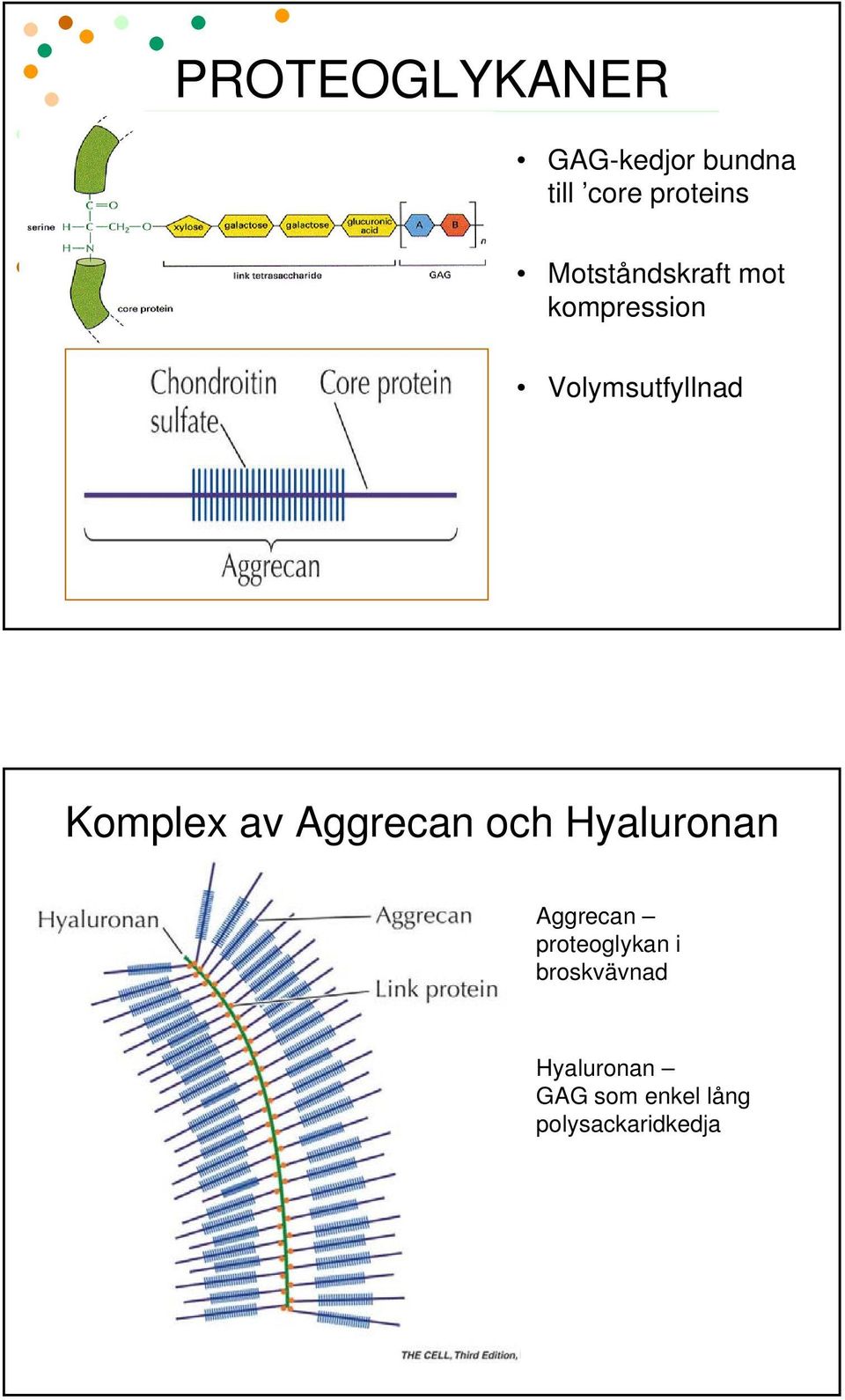 av Aggrecan och Hyaluronan Aggrecan proteoglykan i