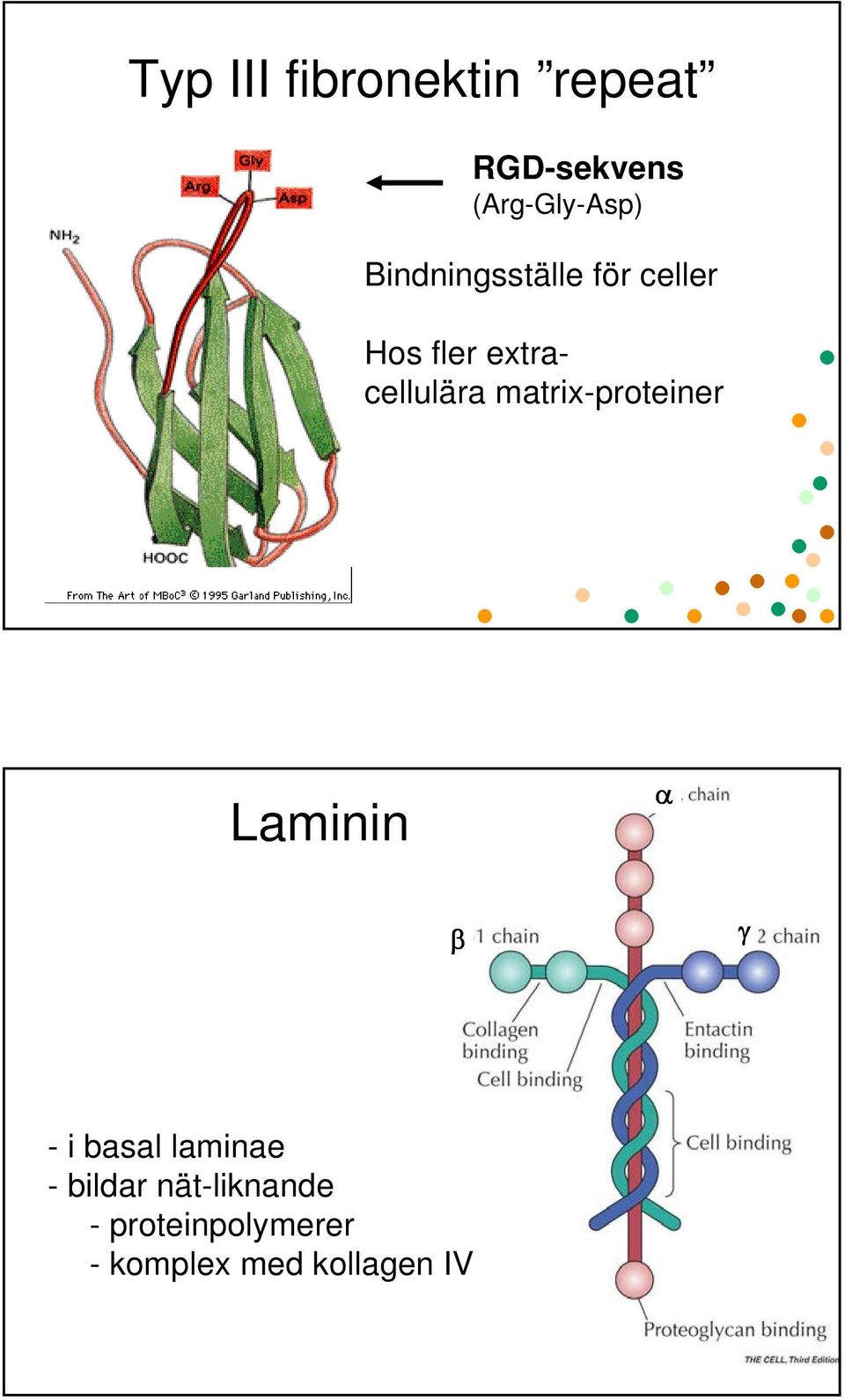 matrix-proteiner Laminin α β γ - i basal laminae -