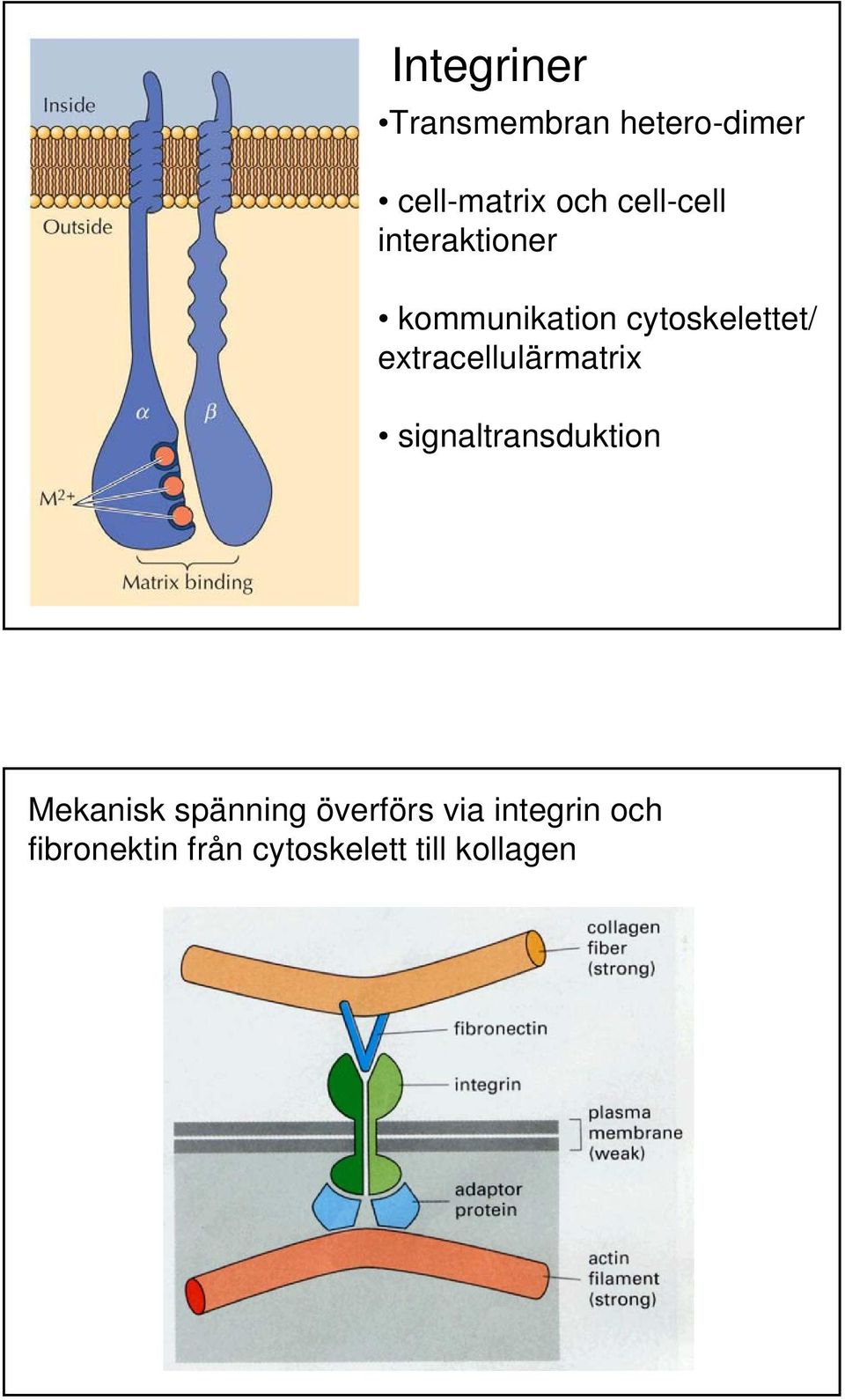 extracellulärmatrix signaltransduktion Mekanisk spänning