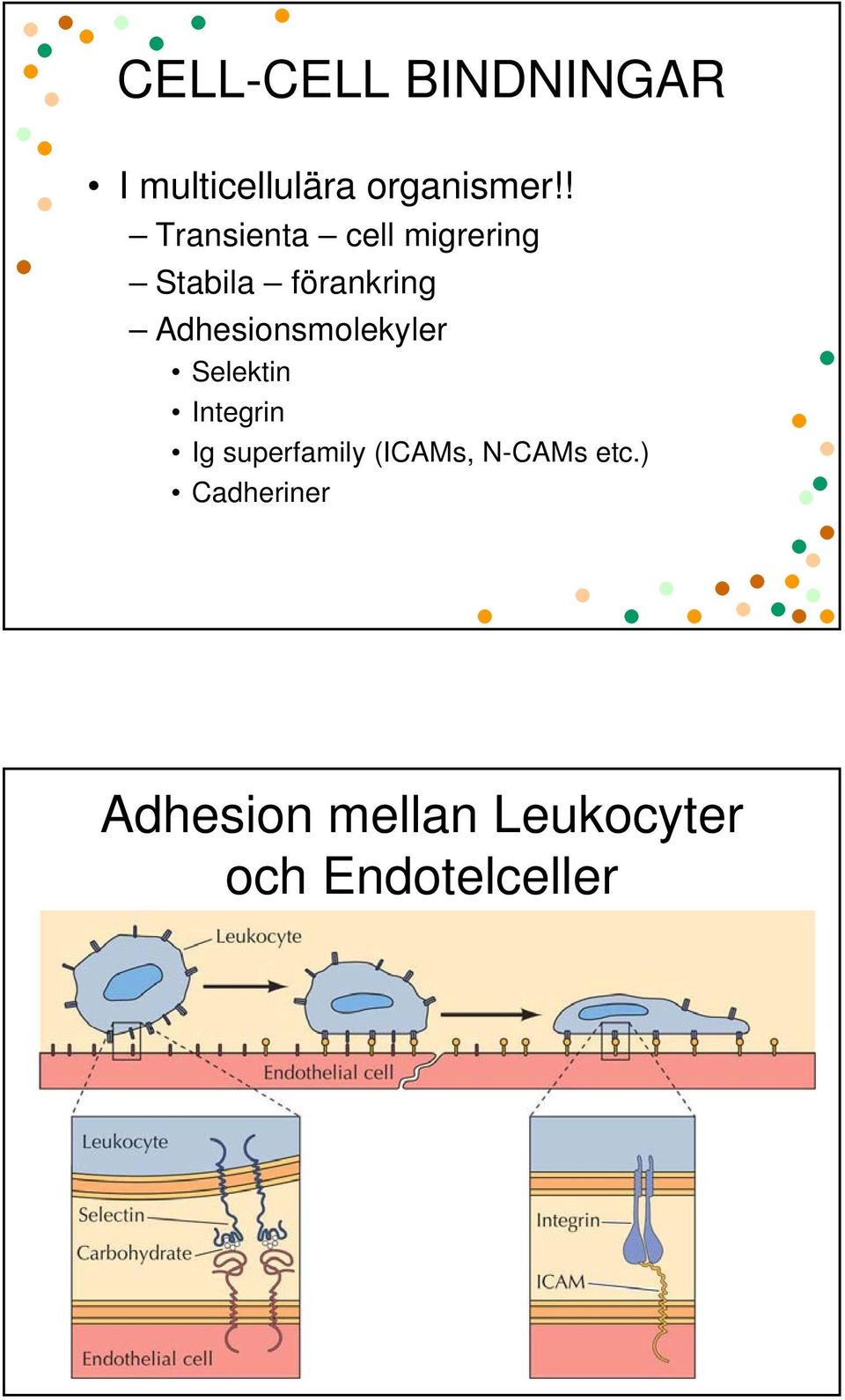 Adhesionsmolekyler Selektin Integrin Ig superfamily