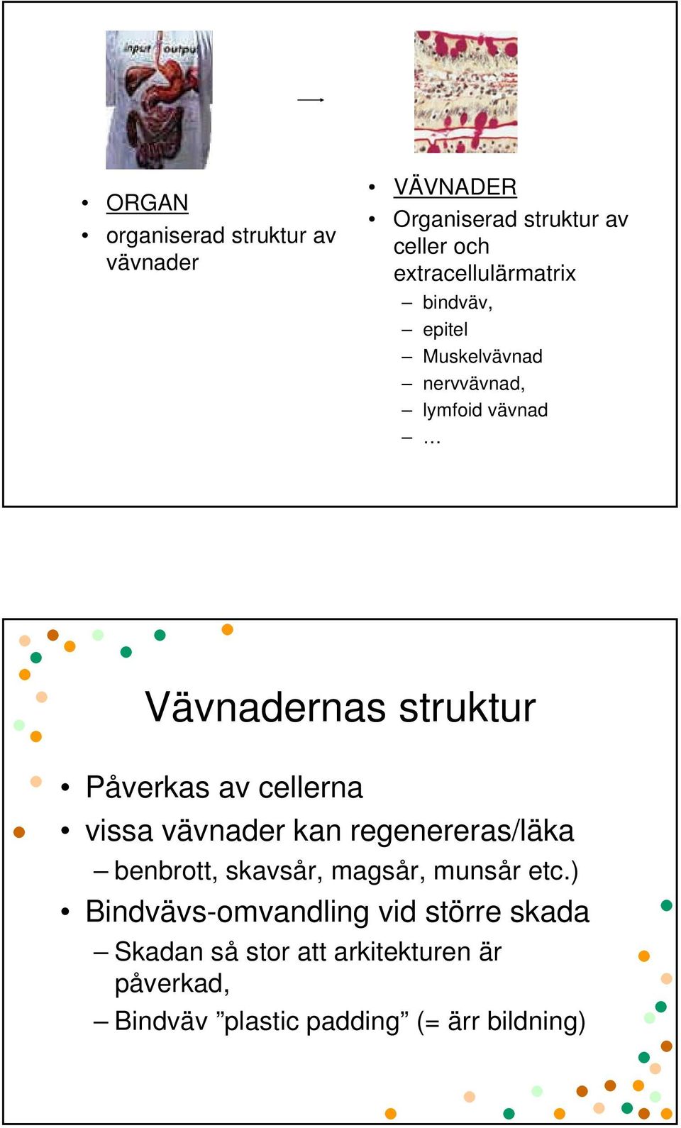 Påverkas av cellerna vissa vävnader kan regenereras/läka benbrott, skavsår, magsår, munsår etc.