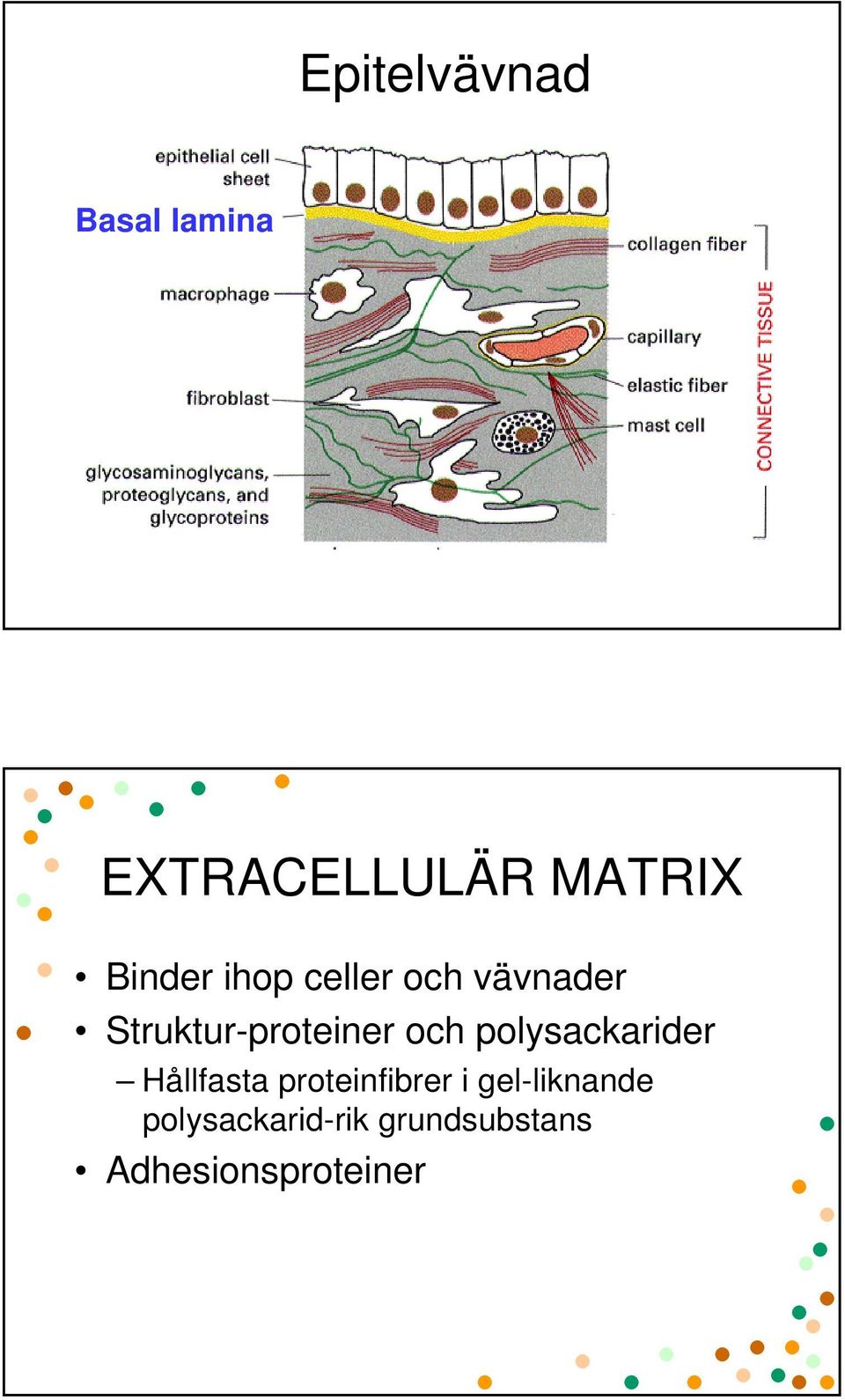 och polysackarider Hållfasta proteinfibrer i