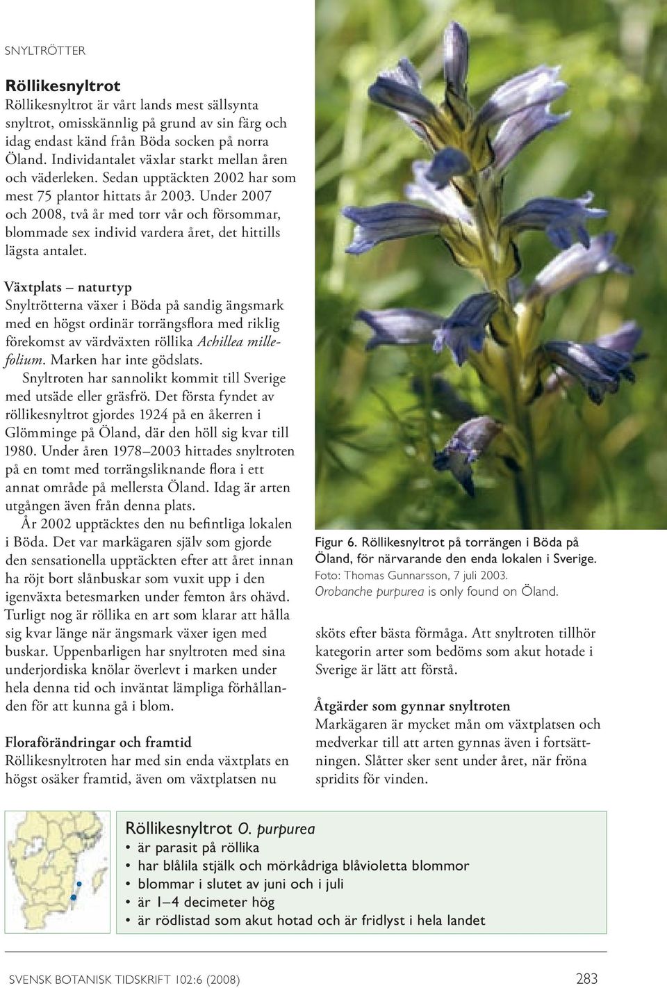 Under 2007 och 2008, två år med torr vår och försommar, blommade sex individ vardera året, det hittills lägsta antalet.