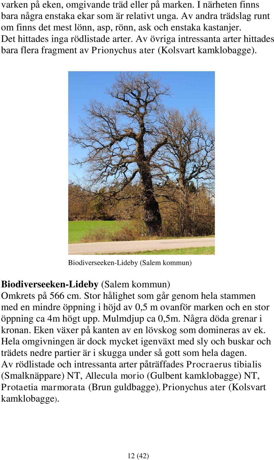 Biodiverseeken-Lideby (Salem kommun) Biodiverseeken-Lideby (Salem kommun) Omkrets på 566 cm.