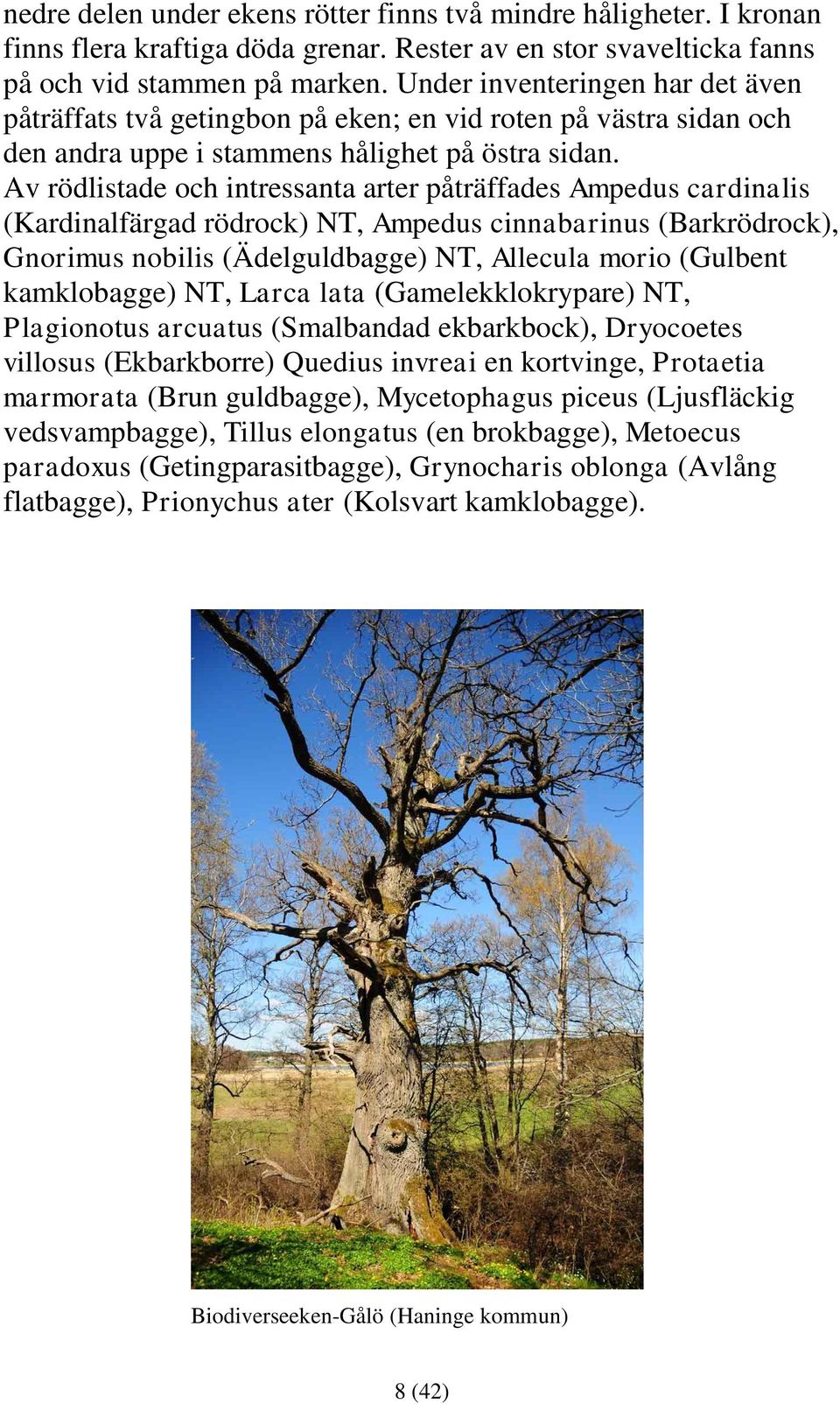 Av rödlistade och intressanta arter påträffades Ampedus cardinalis (Kardinalfärgad rödrock) NT, Ampedus cinnabarinus (Barkrödrock), Gnorimus nobilis (Ädelguldbagge) NT, Allecula morio (Gulbent