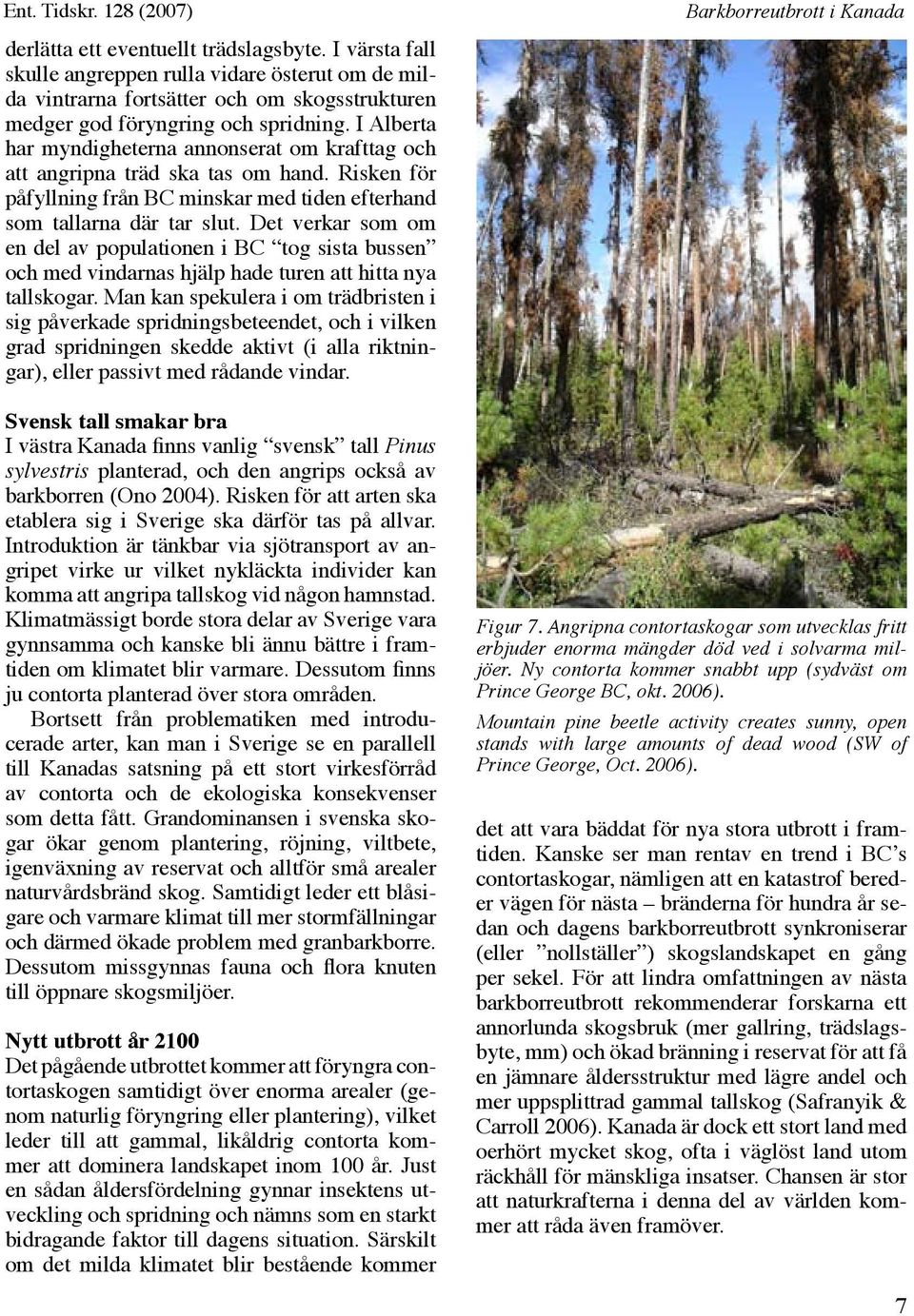 I Alberta har myndigheterna annonserat om krafttag och att angripna träd ska tas om hand. Risken för påfyllning från BC minskar med tiden efterhand som tallarna där tar slut.