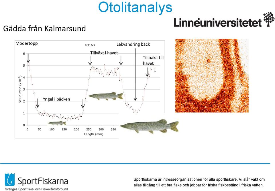 Tillväxt i havet Lekvandring