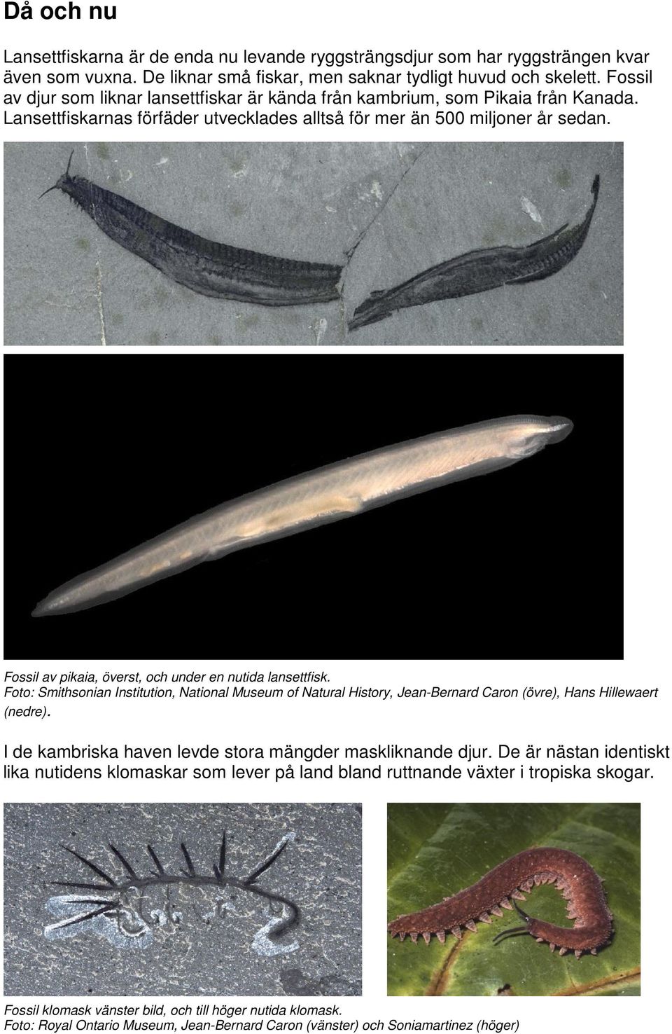 Fossil av pikaia, överst, och under en nutida lansettfisk. Foto: Smithsonian Institution, National Museum of Natural History, Jean-Bernard Caron (övre), Hans Hillewaert (nedre).