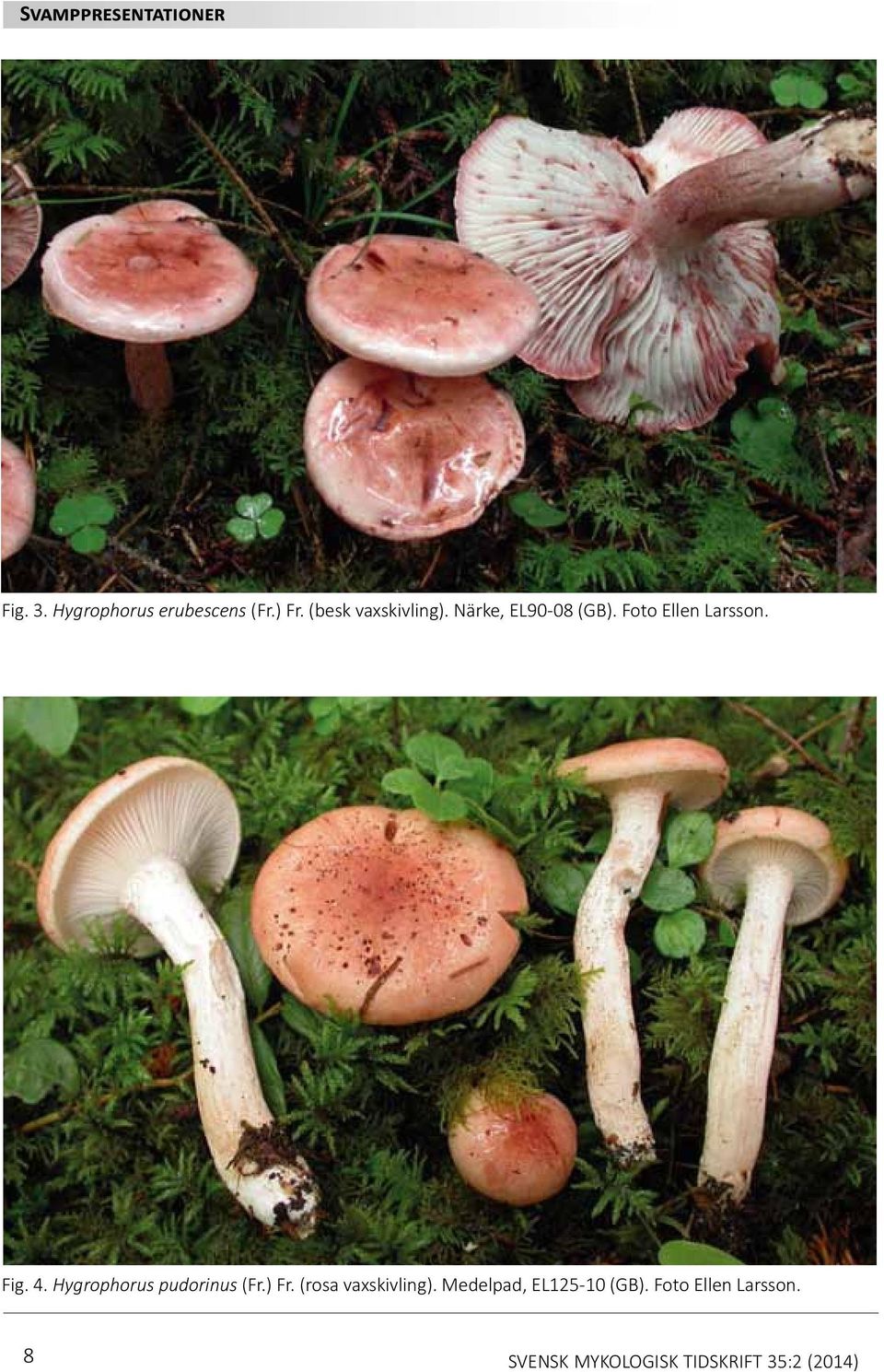 Hygrophorus pudorinus (Fr.) Fr. (rosa vaxskivling).