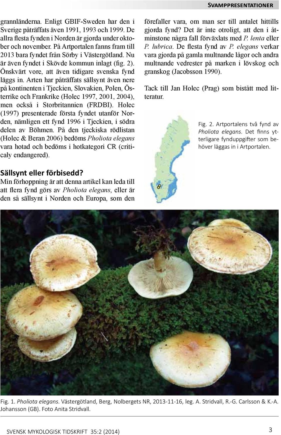 Arten har påträffats sällsynt även nere på kontinenten i Tjeckien, Slovakien, Polen, Österrike och Frankrike (Holec 1997, 2001, 2004), men också i Storbritannien (FRDBI).