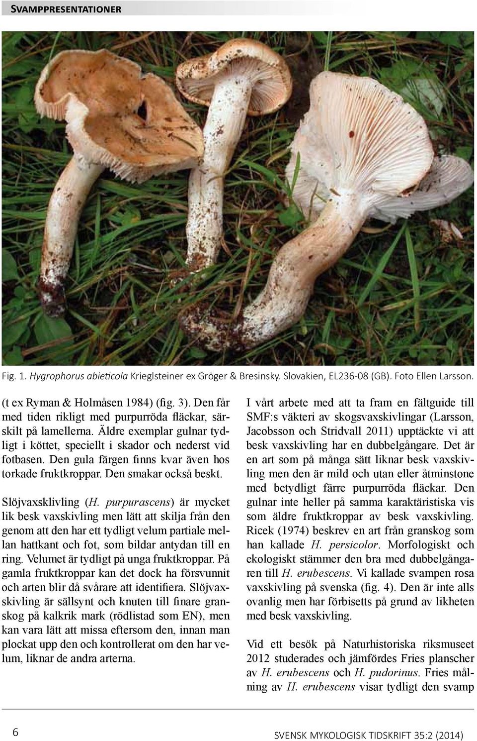 Den gula färgen finns kvar även hos torkade fruktkroppar. Den smakar också beskt. Slöjvaxsklivling (H.