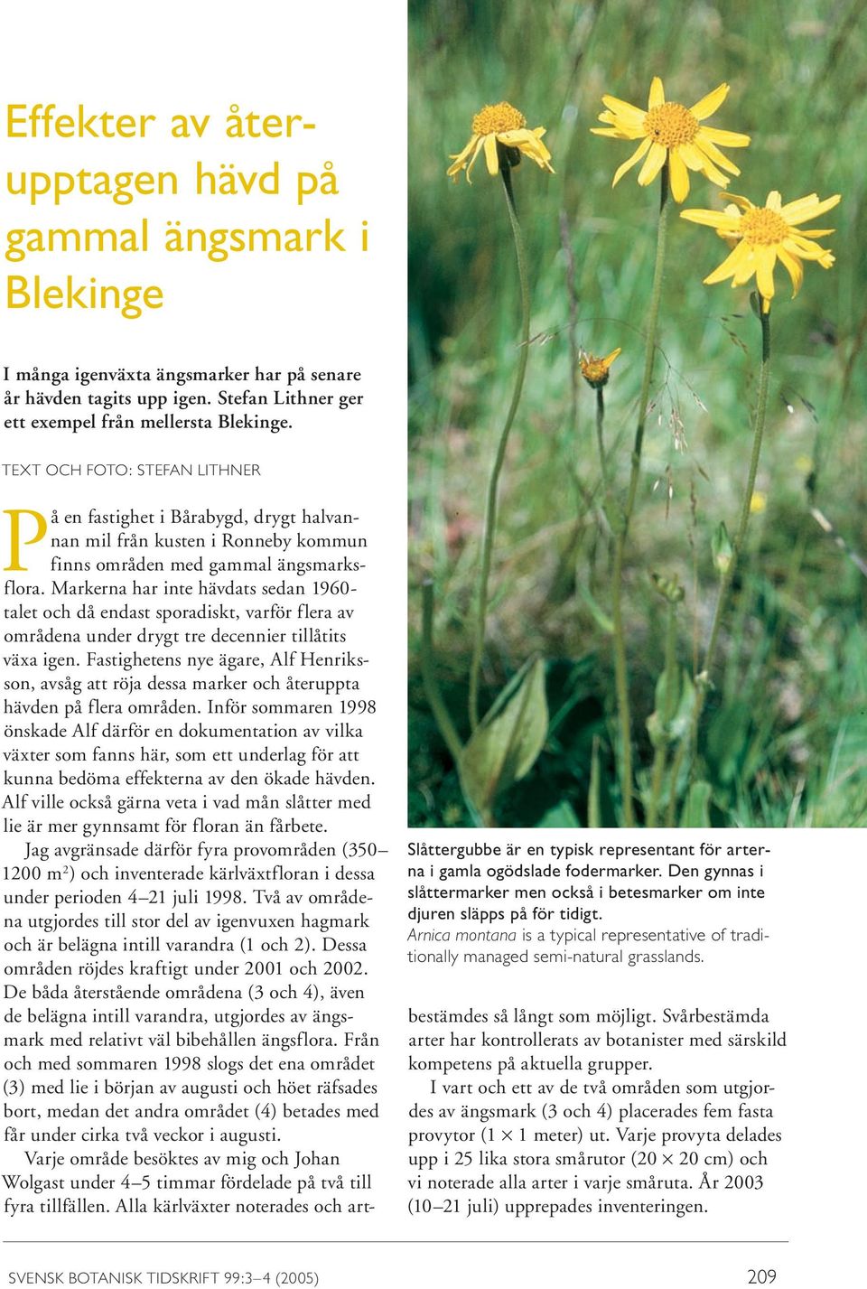Arnica montana is a typical representative of traditionally managed semi-natural grasslands.