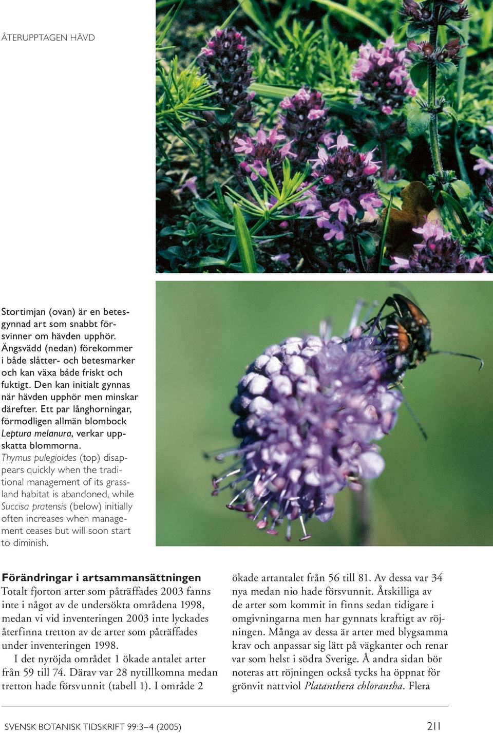 Thymus pulegioides (top) disappears quickly when the traditional management of its grassland habitat is abandoned, while Succisa pratensis (below) initially often increases when management ceases but