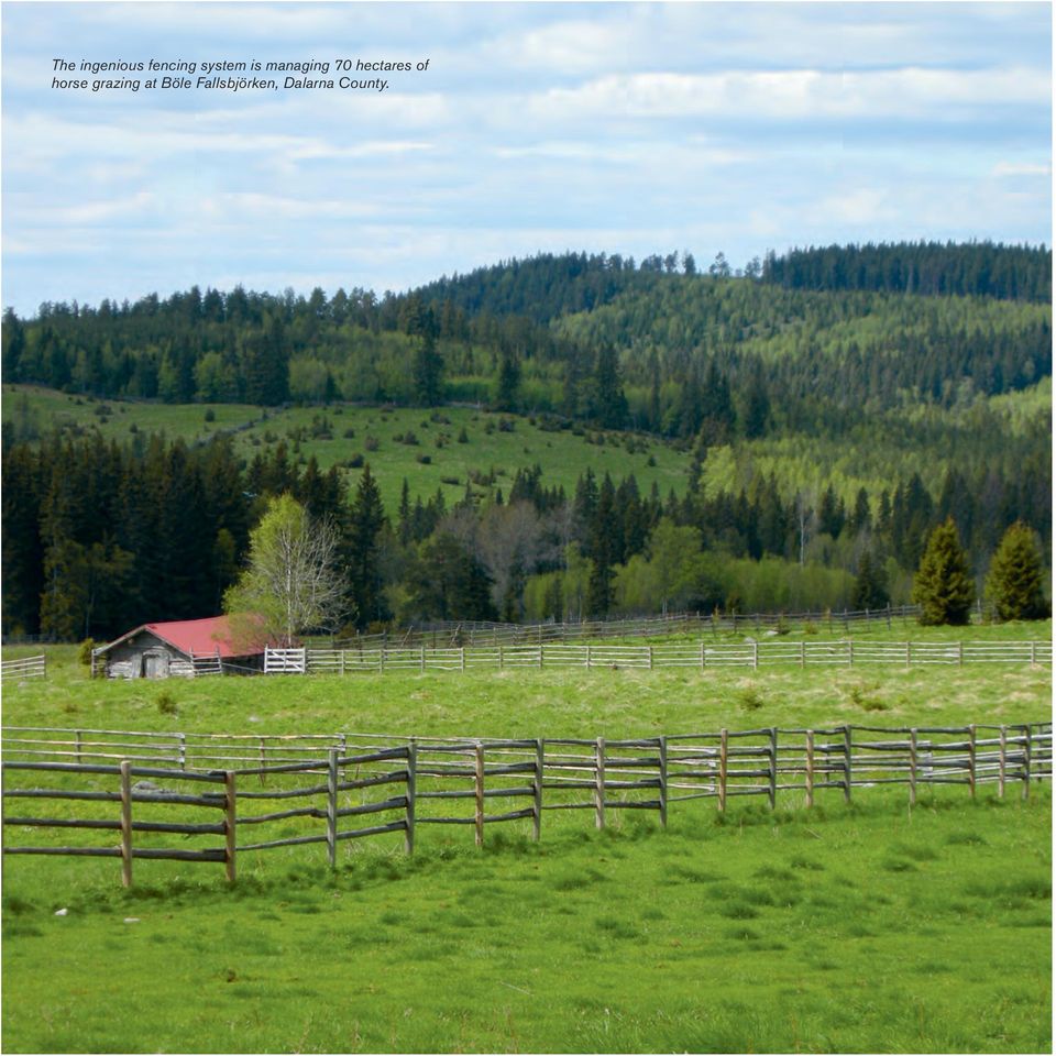 hectares of horse grazing