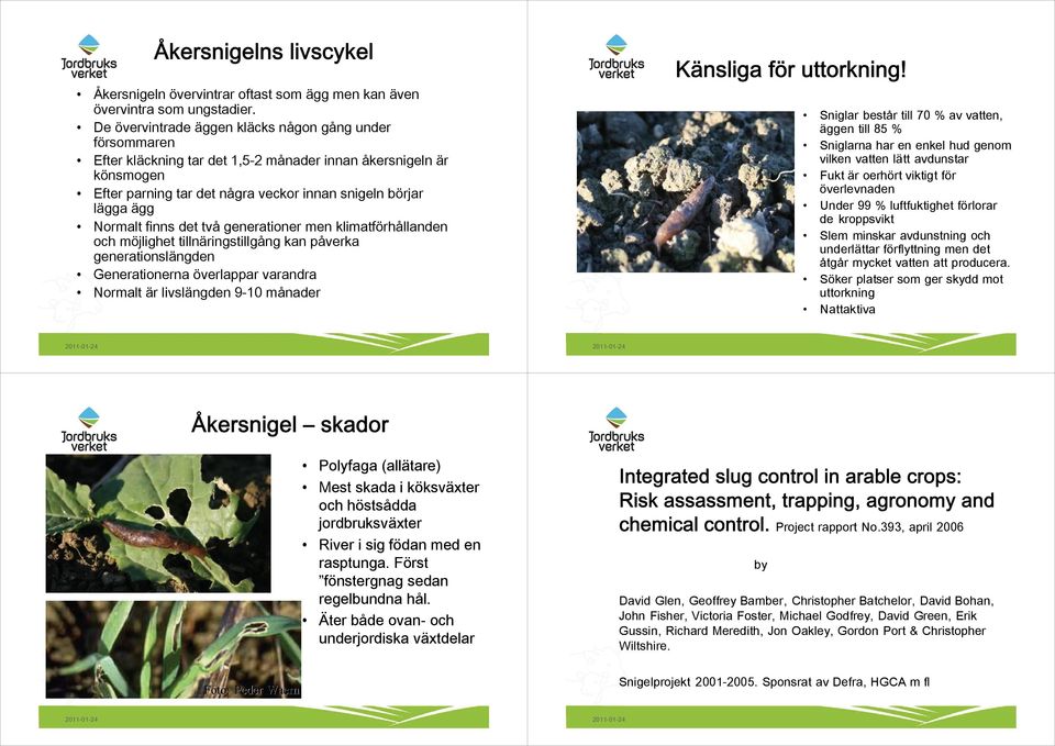 Normalt finns det två generationer men klimatförhållanden och möjlighet tillnäringstillgång kan påverka generationslängden Generationerna överlappar varandra Normalt är livslängden 9-1 månader