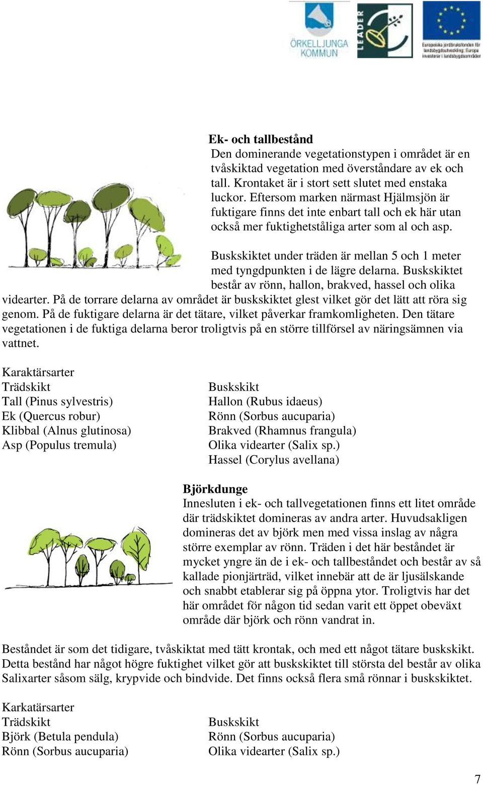 Buskskiktet under träden är mellan 5 och 1 meter med tyngdpunkten i de lägre delarna. Buskskiktet består av rönn, hallon, brakved, hassel och olika videarter.