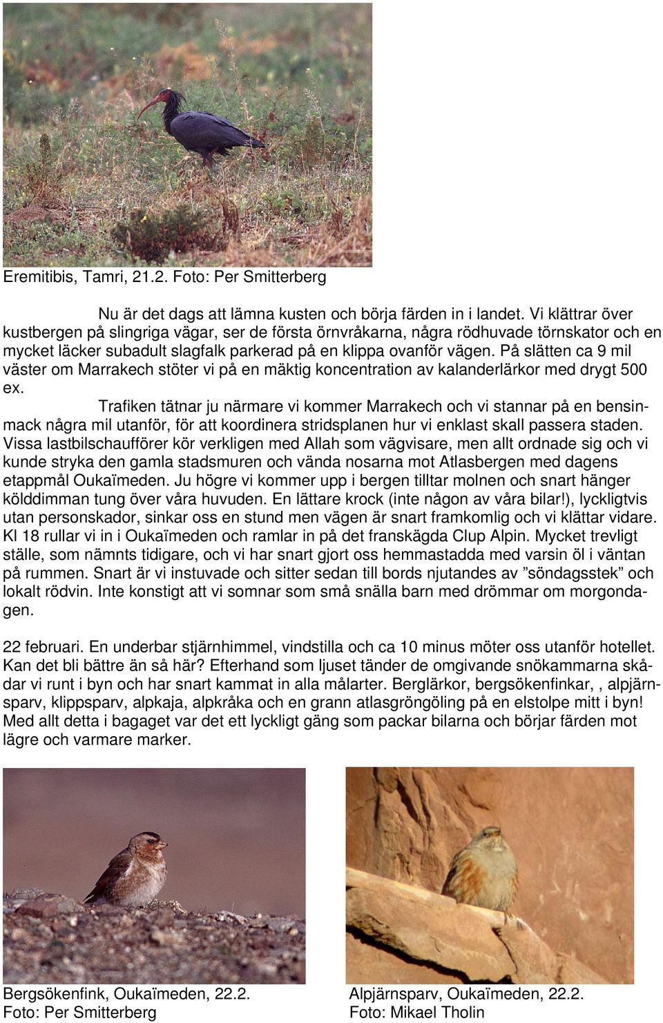 På slätten ca 9 mil väster om Marrakech stöter vi på en mäktig koncentration av kalanderlärkor med drygt 500 ex.