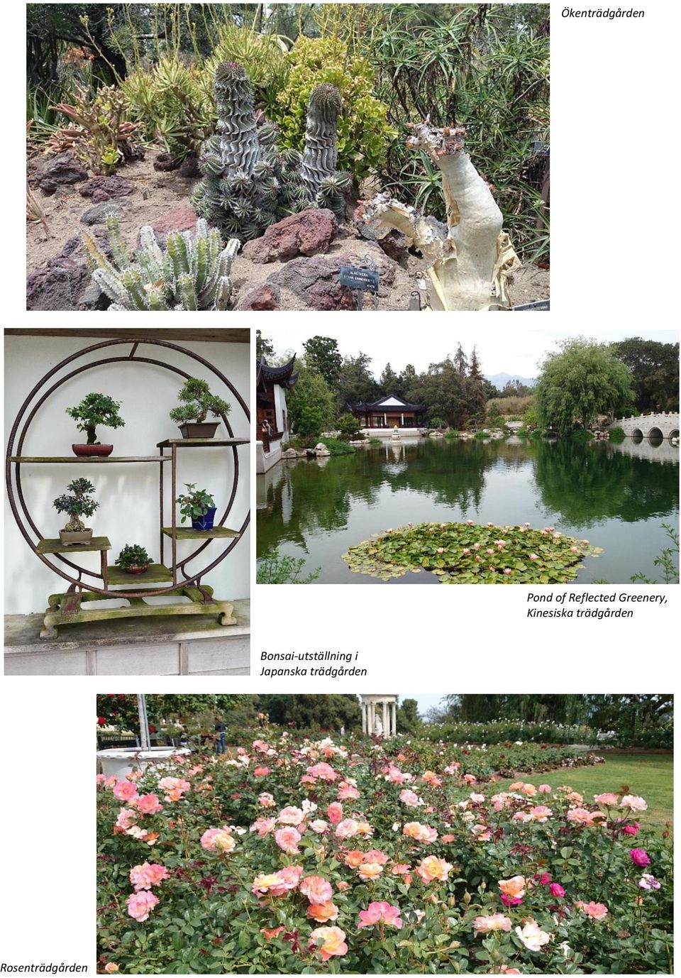 trädgården Bonsai-utställning