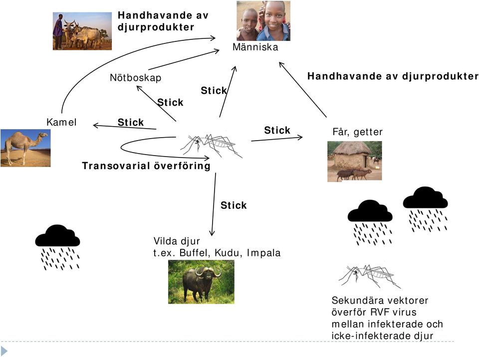 Transovarial överföring Stick Vilda djur t.ex.