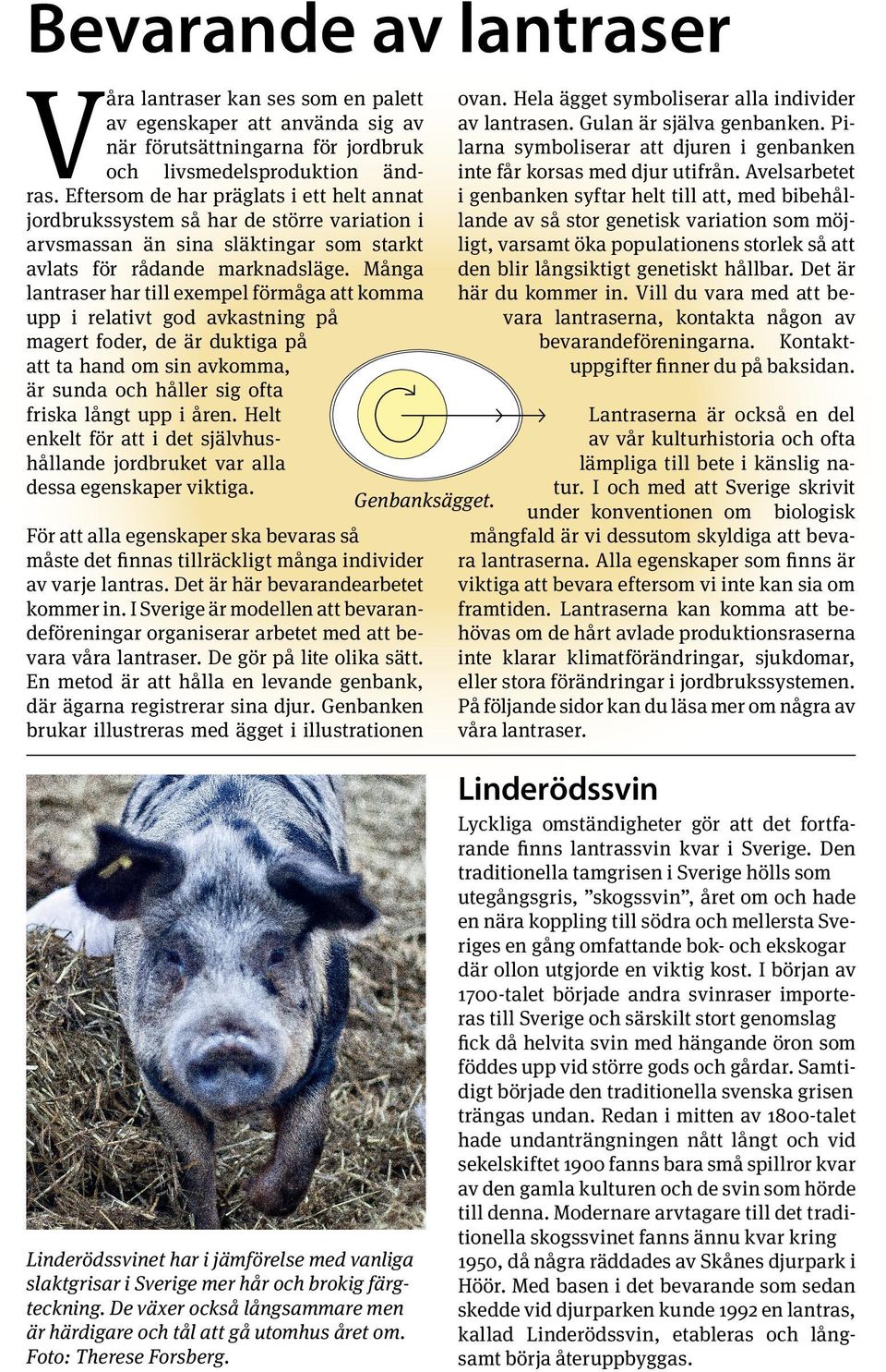 Eftersom de har präglats i ett helt annat i genbanken syftar helt till att, med bibehållande av så stor genetisk variation som möjjordbrukssystem så har de större variation i ligt, varsamt öka